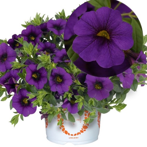 Calibrachoa 'Aloha Kona Midnight Blue' - Puispetuunia 'Aloha Kona Midnight Blue' P9/0,55L